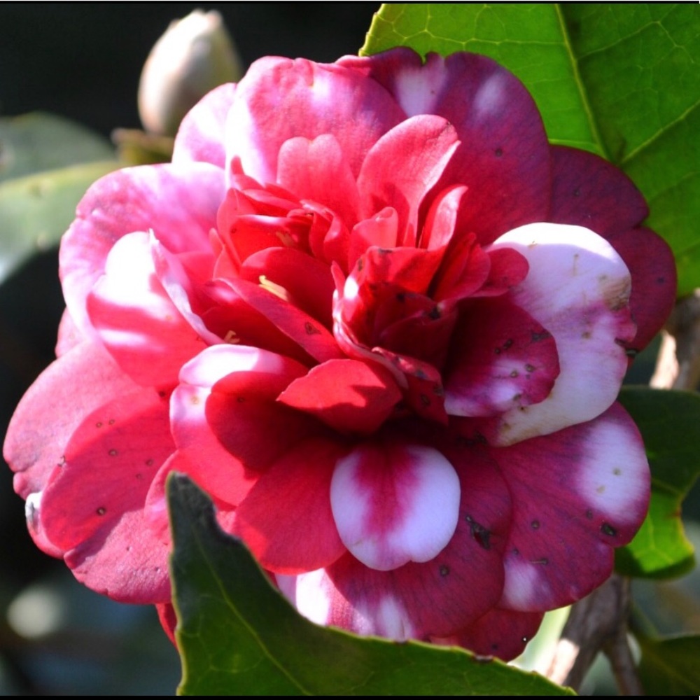 Meet your Posher, Lilli